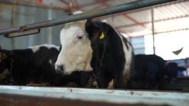 Pahalı bir çiftlik ortamında genç bir inek grafiği, çiftlik hayvanları ve tarım temaları vurgulanıyor