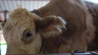 Sıcak bir çiftlik ortamında ilginç çevrelerine bakan bir buzağının yakın plan görüntüsü.