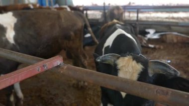 Süt ineklerinin huzurlu ve huzurlu bir şekilde büyüleyici bir ahırda oturması sakin ortamlarını gösteriyor.