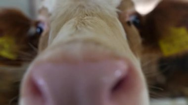 Canlı bir çiftlik ortamında rengarenk kulaklıklarını gösteren tapılası bir yavrunun çekici ve yakından görüntüsü.