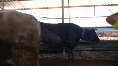 Güzel bir siyah inek rahat bir ahırda duruyor, zenginleştiren tarımsal yaşam tarzını sergiliyor.