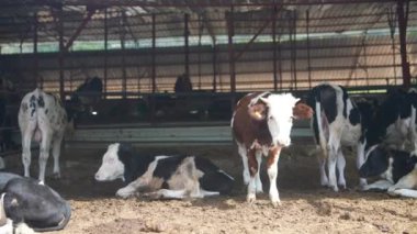 Huzur içinde dinlenen ve iyi planlanmış bir mandıra ahırında beslenen bir grup hoşnut inek.