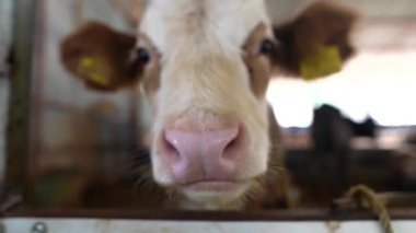 Bir ineğin yüzünün detaylı bir yakın çekimi, kırsal bir ahır ortamında sevimli ve ilginç ifadesini sergiliyor.