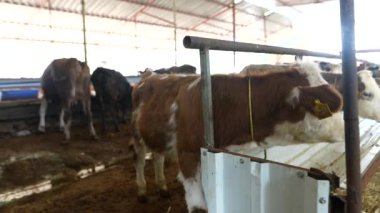 Sağlıklı ineklerden oluşan geniş bir grup temiz, ferah ve bakımlı bir mandıra çiftliği ortamında yaşıyor.