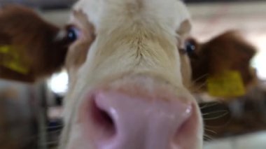 Bu resim, rahat bir ahır ortamında kendine has özellikleri olan canlı, genç bir ineğin yakın çekimini gösteriyor.