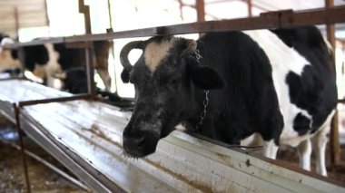 Bu resim bir Holstein ineğinin ahırdaki görüntüsünü gösteriyor, özelliklerini ve çiftlik ortamını vurguluyor.