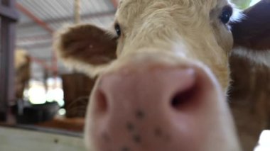 Bu bir ineğin detaylı ve yakın bir görüntüsü, eşsiz özelliklerini resimli bir çiftlik ortamında sergiliyor.