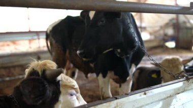 Ahırdaki bazı mutlu ineklerin yakın plan görüntüsü, çeşitli mandıra tarım uygulamalarını ve çiftlik hayvanlarının bakımını ön plana çıkarıyor.