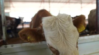 Hoş bir ahırda etrafını çevreleyen sevimli bir kahverengi inek kırsal çiftlik hayatının güzelliğini gözler önüne seriyor.