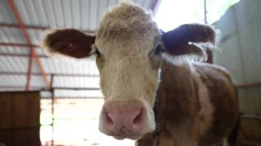 Çok ilginç bir süt ineği, eşsiz özelliklerini ve çiftlik hayatının özünü sergileyen tuhaf bir ahırda yakalandı.