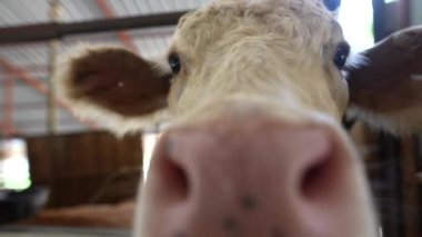 Bir ineğin yüzünün detaylı ve büyüleyici bir yakın görüntüsü, ahır ortamındaki tüm benzersiz özelliklerini gözler önüne seriyor.