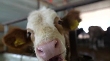 Oyuncak bir buzağının yakın plan çekimi ilginç bir şekilde hoş bir ahır düzenine olan ilgisini gösteriyor.