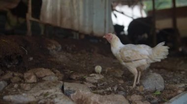 Tuhaf ve kırsal bir ahırda, genç bir tavuk birçok doğal elementle çevriliyken hevesle yiyecek arar.
