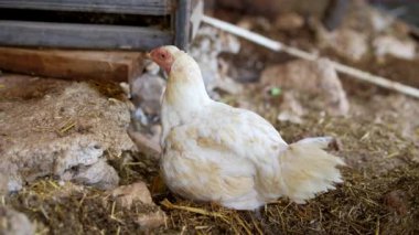 Beyaz bir tavuğun sakin ve resmedilmiş görüntüsü kırsal bir çiftlik ortamında, güzel bir şekilde sergilenen kümes hayvanları.