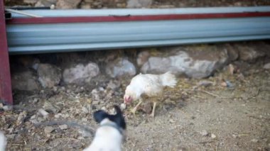 Meraklı bir köpek büyüleyici kırsal bir çevrede bir tavuğu dikkatle izler, kırsal yaşamı güzelce gözler önüne serer.