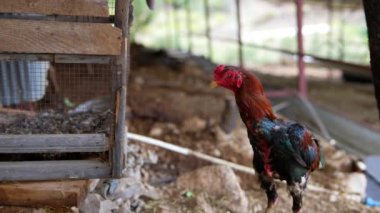 Canlı bir horoz gururla dimdik ayakta duruyor pitoresk bir ahır ortamında, tipik bir çiftlik hayatı sergiliyor.