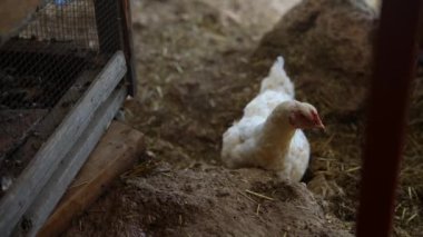 Yumuşak, altın pipetle çevrili, kırsal, antika bir çiftlik bahçesinde gezinen büyüleyici beyaz bir tavuk.