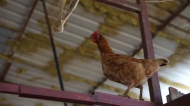 Sade bir çiftlik ortamında, kırsal bir çite tünemiş kahverengi bir tavuk doğal çiftlik yaşamını gözler önüne seriyor.