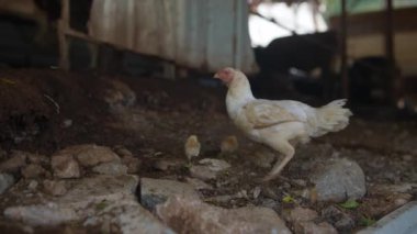 Yalnız bir tavuk taşlarla ve toprakla dolu kırsal ve büyüleyici bir çevrede tuhaf bir şekilde geziniyor.