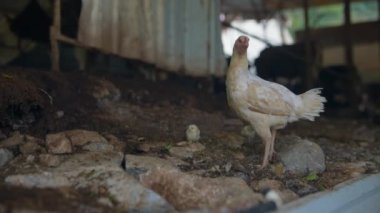 Güzel doğal manzarayla çevrili sakin bir çiftlik ortamında gezinen büyüleyici beyaz bir tavuk.