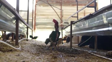 Canlı ve hareketli bir kümes hayvanı çiftliği. Çeşit çeşit modern tarım ekipmanlarıyla birlikte tavuklar da sergileniyor.