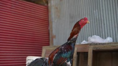 Çarpıcı bir horoz inanılmaz güzel ve renkli tüylerini canlı, resim gibi bir ortama karşı sergiliyor.