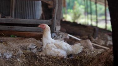 Huzurlu bir beyaz hindi, kırsal bir ahırın yakınındaki sıcak güneş ışığında huzur içinde yatıyor. Gerçek çiftlik yaşamını somutlaştırıyor.