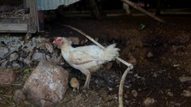 Serbest bir tavuk, çeşitli taşlar ve doğal döküntülerin yakınındaki doğal yaşam alanını mutlulukla keşfediyor.