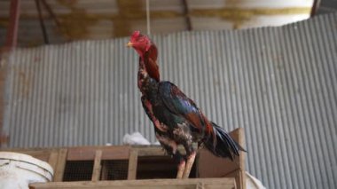 Renkli bir horoz kırsal ve büyüleyici bir çevrede zarif bir şekilde asılı, çarpıcı, canlı tüylerini sergiliyor.