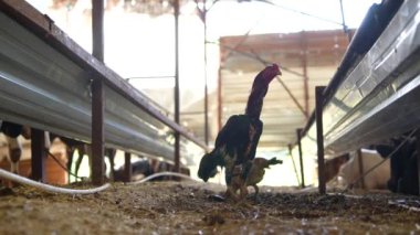 Tavuklar parlak ve canlı bir çiftlik ortamında mutlu mesut dolaşırlar.