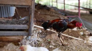 Meraklı bir tavuk büyüleyici bir kümesten dışarı bakar ve doğal çiftlik hayatının güzelliğini gözler önüne serer.