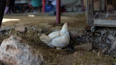 Beyaz bir freerange tavuğu, doğa ve yaşamla dolu kırsal ve pitoresk bir çiftlik ortamında yiyecek arıyor.