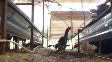 Büyük bir kümes hayvanı çiftliği içinde belirlenmiş yerlerini keşfeden tavuklara büyüleyici bir bakış.