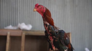 Bir horozun canlı ve renkli bir portresi dokulu bir arka planda, kırsal yaşamın cazibesini ve güzelliğini kutluyor.