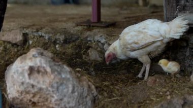 Güzel, doğal bir ortamda, beyaz bir tavuk civciviyle huzur içinde yaşar, kırsal çiftlik hayatını gözler önüne serer.