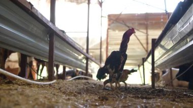 Dikkatinizi çiftlik yaşamının ve kümes hayvanlarının güzelliğini gösteren taşra ahırındaki bir tavuğa verin.