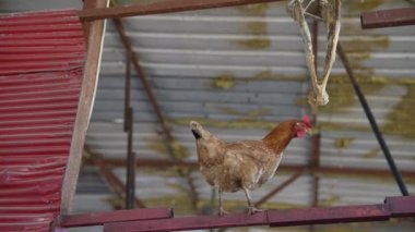 Bir tavuk güvenli bir şekilde dar bir çıkıntı boyunca yürür büyüleyici kırsal bir çiftlik ortamında metal bir çatı ile süslenmiş