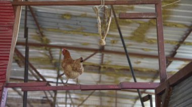 Tipik bir çiftlik ortamında başıboş dolaşan serbest bir tavuğu güzel bir şekilde gösteren resimsel ve kırsal bir sahne.