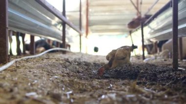 Serseri bir tavuk, çeşitli çiftlik hayvanlarıyla dolu büyük bir ahırın içinde yerde yiyecek arıyor.
