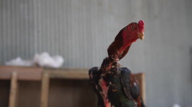 Renkli tüylerini ve benzersiz özelliklerini gururla sergileyen canlı bir horozun detaylı ve büyüleyici bir görüntüsü.