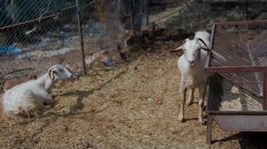 Büyüleyici bir çiftlikte, biri dinlenirken diğeri etrafı keşfederken iki keçi vardır.