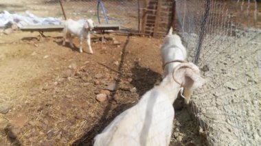 Büyüleyici bir çiftlik ortamında iki şakacı keçi, tarım hayatının ve hayvancılığın güzelliğini vurguluyor.