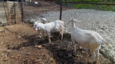 Huzurlu ve huzurlu bir sahnede, üç sevimli beyaz keçi çitlerle çevrili bir alanda otluyorlar.