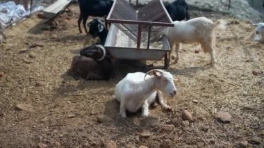 Canlı ve canlı kırsal bir ortamda, keçilerin özgürce otladığını ve bir çiftlik ortamında neşeyle etkileşime geçtiğini görebilirsiniz.