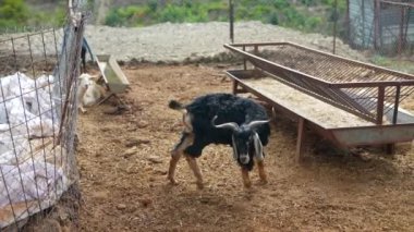Meraklı genç bir keçi, canlı çiftlik hayatını ve neşeli ruhunu gözler önüne seren geniş çiftlik bahçesini keşfeder.