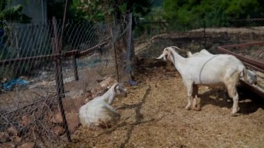 İki tüylü beyaz keçi, yemyeşil doğal elementlerle çevrili büyüleyici bir kır çiftliğinde birlikte oynuyorlar.