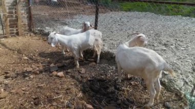 Neşeli bir grup keçi güneşli, sıcak bir çiftlik ortamında kaygısız vakitlerinin tadını çıkarıyorlar.