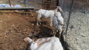 Çiftlikteki beyaz keçilerin huzurlu ve huzurlu manzarası doğal ve büyüleyici yaşam alanlarını zevkle keşfediyor.