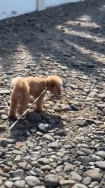 Sevimli ve sevimli bir köpek kayalık bir patikayı zevkle keşfediyor, açık hava maceralarının saf özünü yakalıyor.