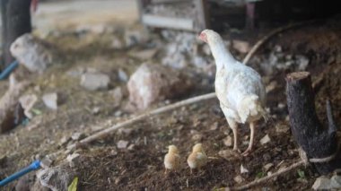 Anne tavuk, iki sevimli yavrusuyla birlikte kırsal alandaki doğal ortamlarını keşfediyor.